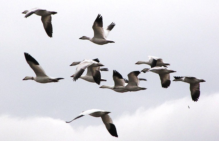 2022_FlocktotheDelta_inset6.jpg